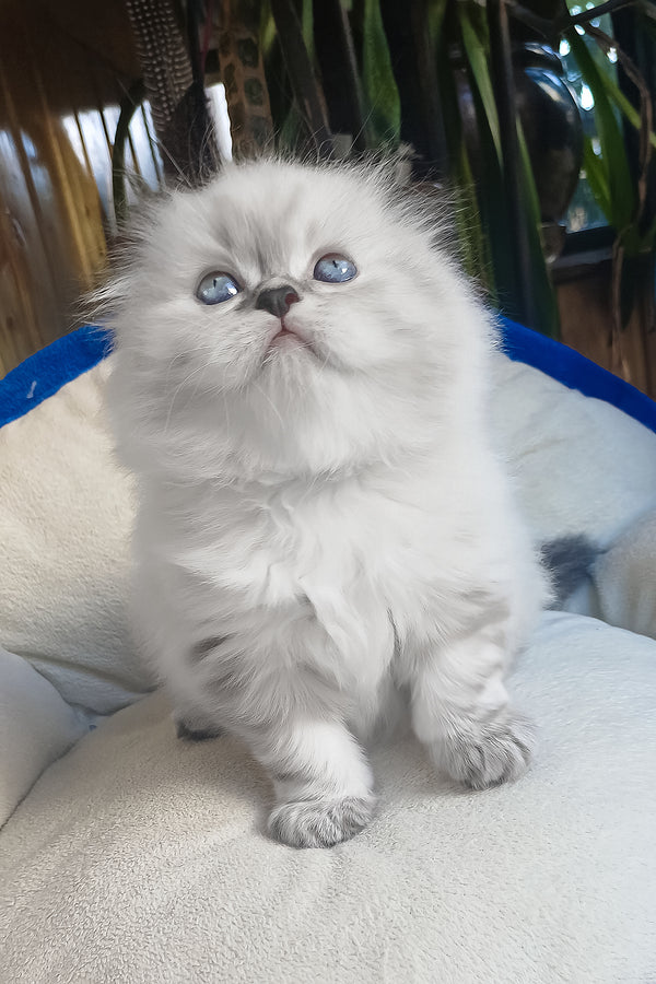 Drogo | Scottish Fold Longhair Kitten