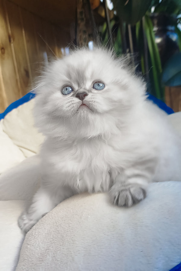 Drogo | Scottish Fold Longhair Kitten
