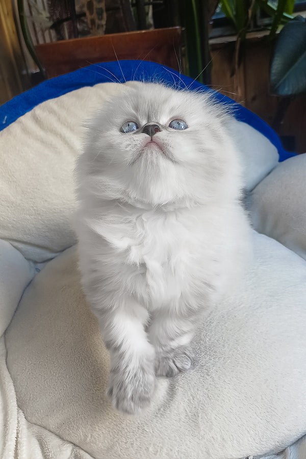 Drogo | Scottish Fold Longhair Kitten
