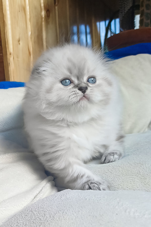 Drogo | Scottish Fold Longhair Kitten