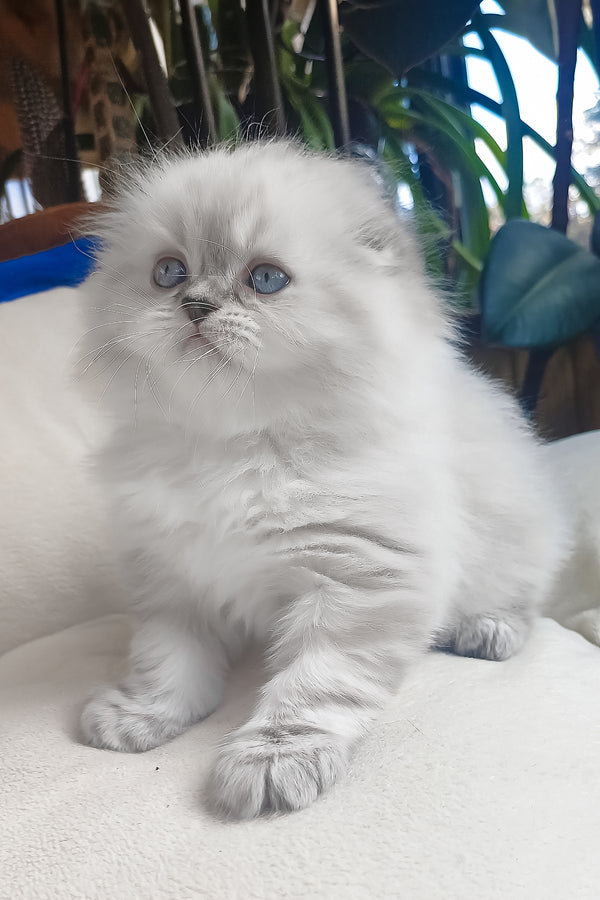 Drogo | Scottish Fold Longhair Kitten