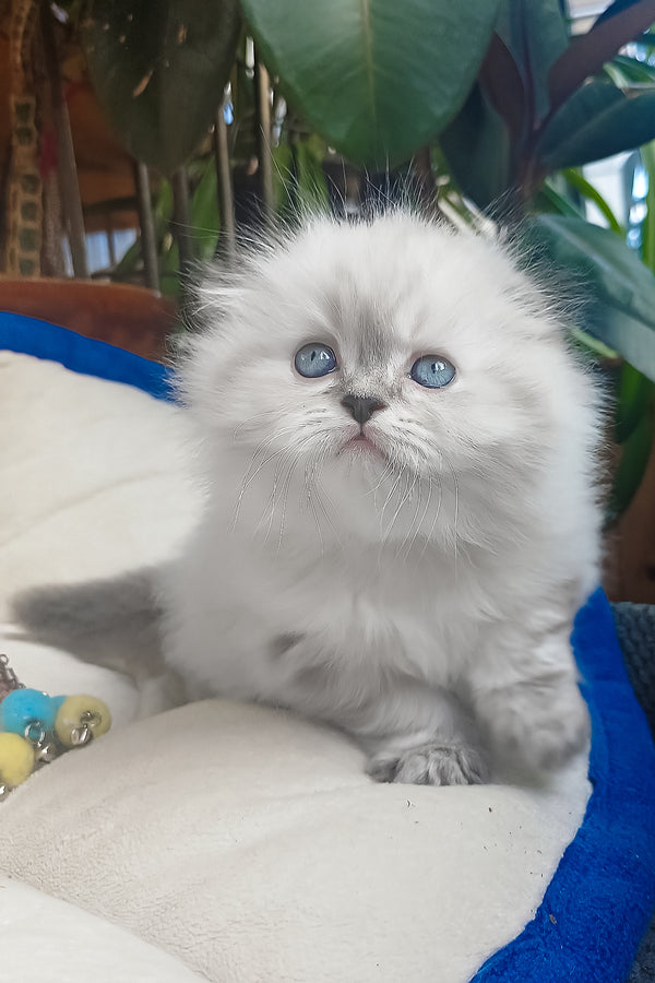 Drogo | Scottish Fold Longhair Kitten