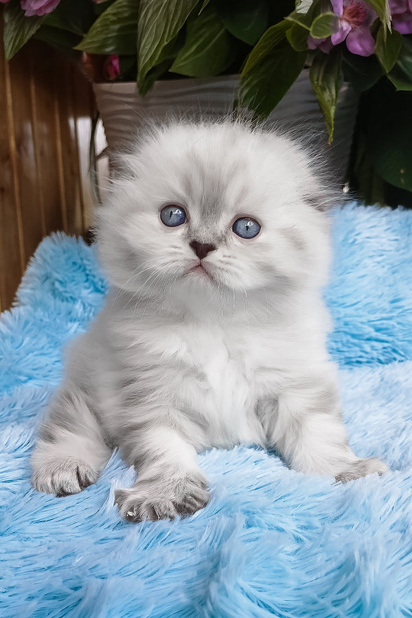 Drogo | Scottish Fold Longhair Kitten