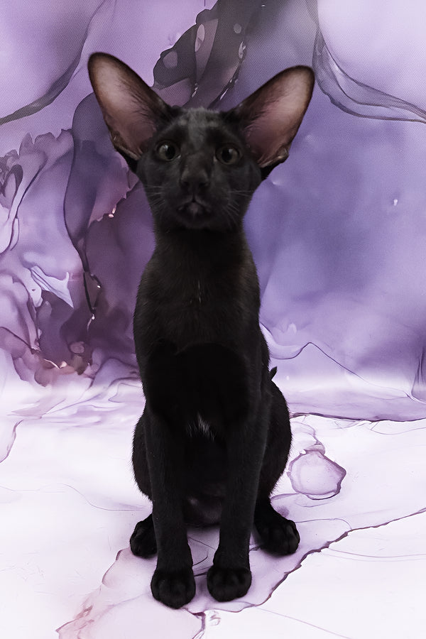 Dunah | Oriental Shorthair Kitten