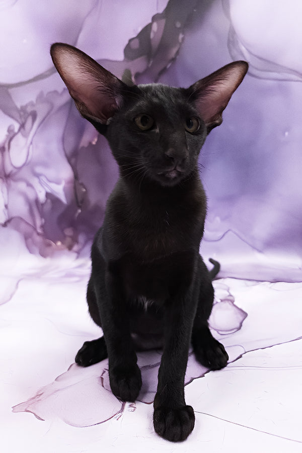 Dunah | Oriental Shorthair Kitten