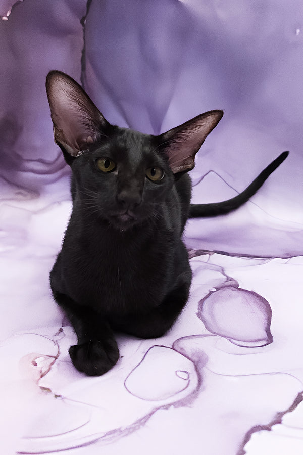 Dunah | Oriental Shorthair Kitten