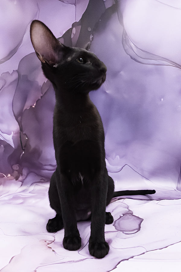 Dunah | Oriental Shorthair Kitten