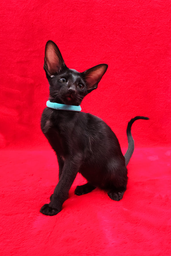 Dunah | Oriental Shorthair Kitten