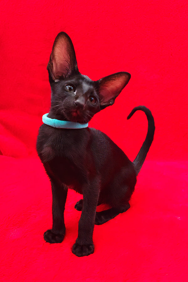 Dunah | Oriental Shorthair Kitten
