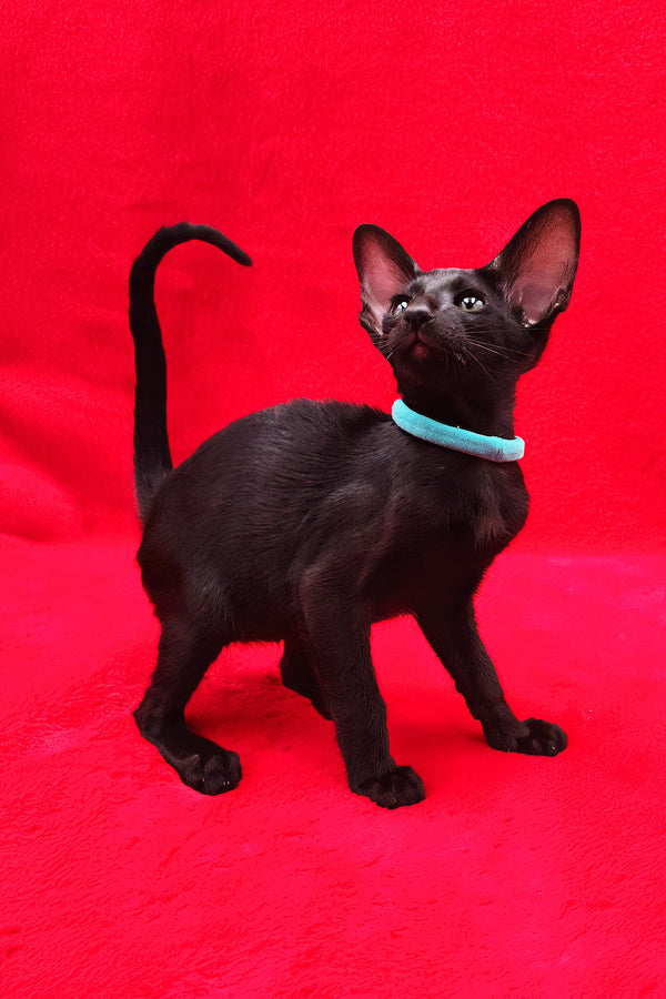 Dunah | Oriental Shorthair Kitten