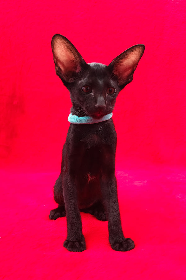 Dunah | Oriental Shorthair Kitten