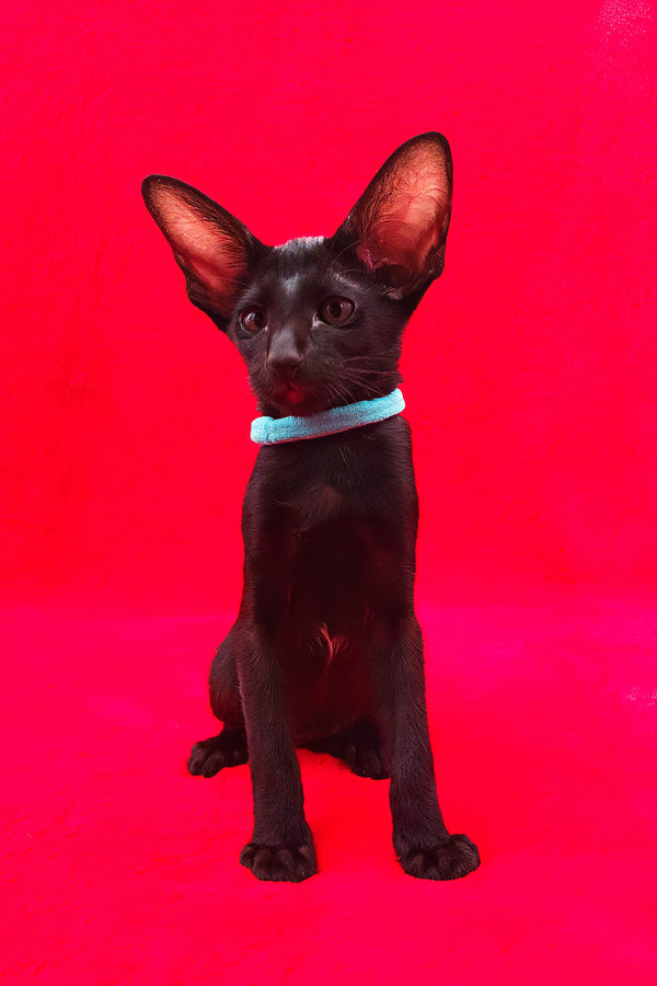 Dunah | Oriental Shorthair Kitten