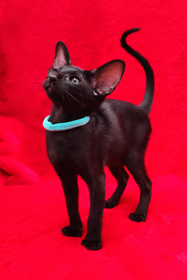 Dunah | Oriental Shorthair Kitten