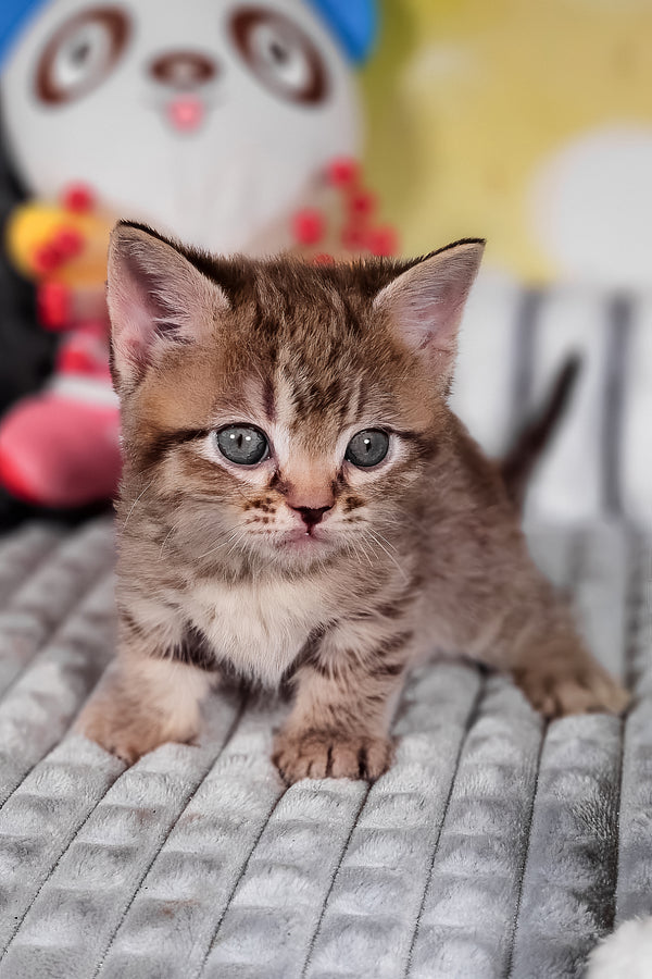 Dymok | Munchkin Kitten