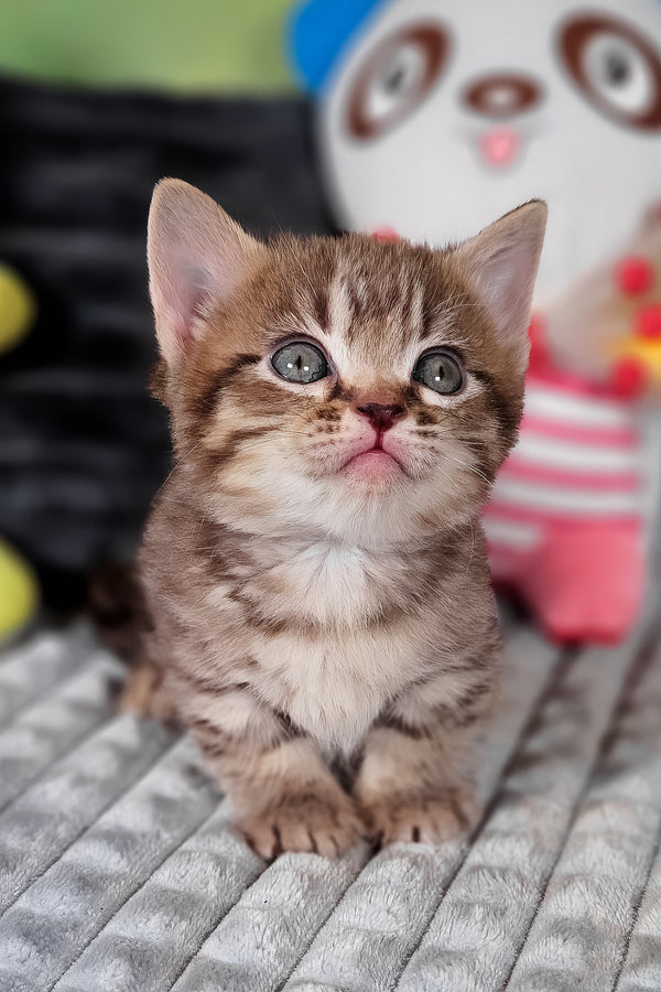 Dymok | Munchkin Kitten