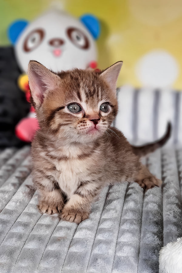 Dymok | Munchkin Kitten