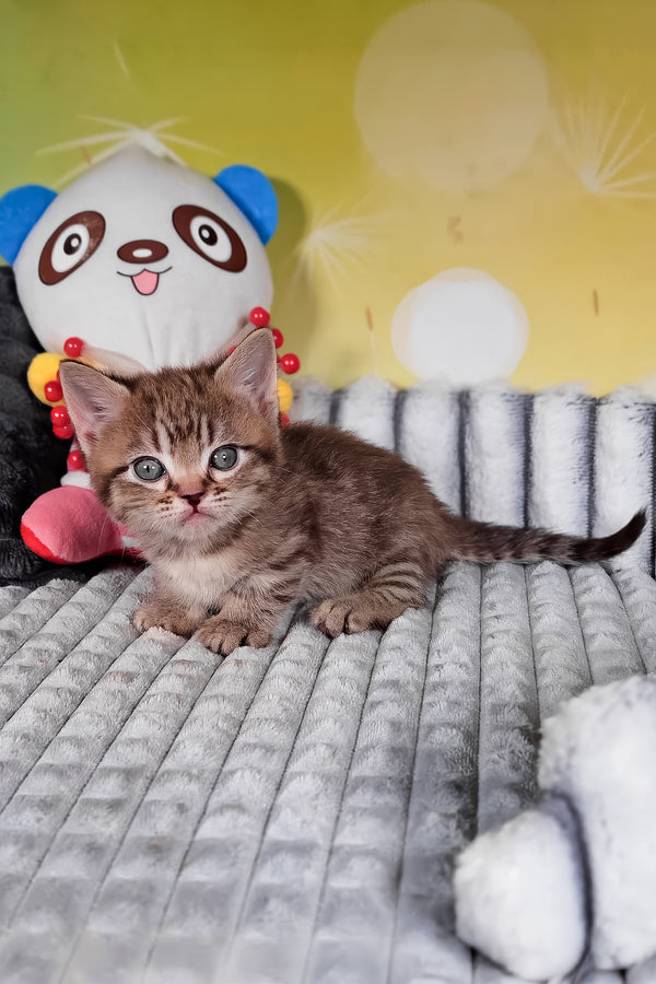 Dymok | Munchkin Kitten