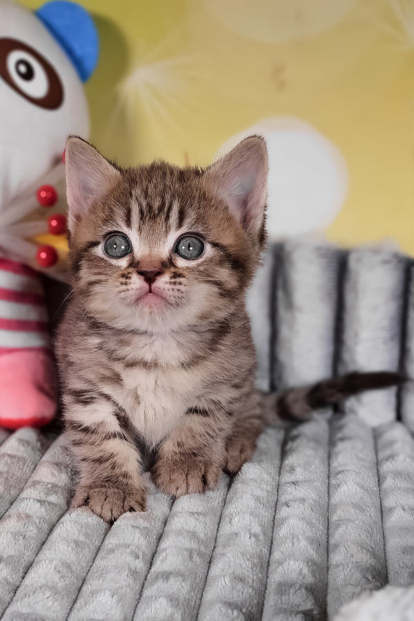 Dymok | Munchkin Kitten