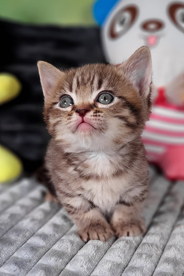 Dymok | Munchkin Kitten