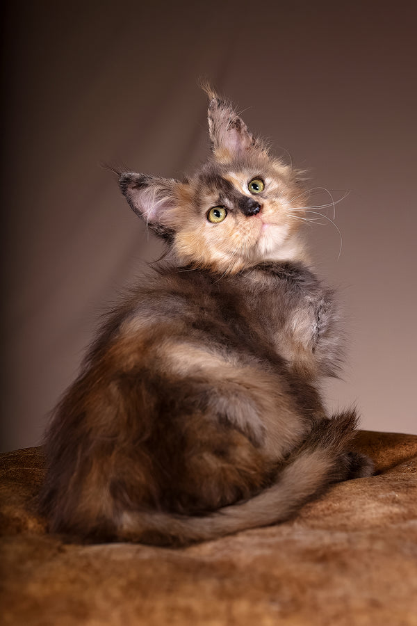 Ariel | Maine Coon Kitten