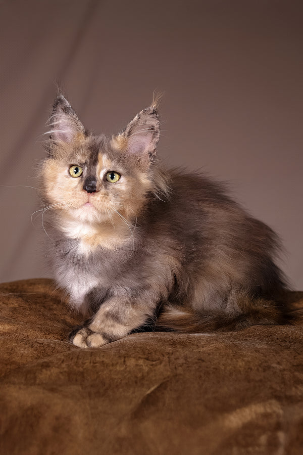 Ariel | Maine Coon Kitten