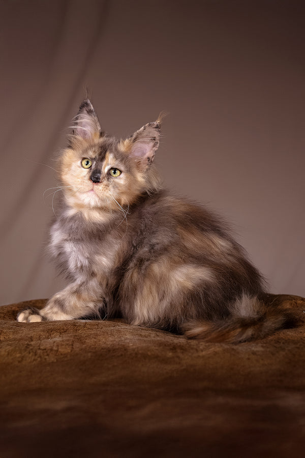 Ariel | Maine Coon Kitten