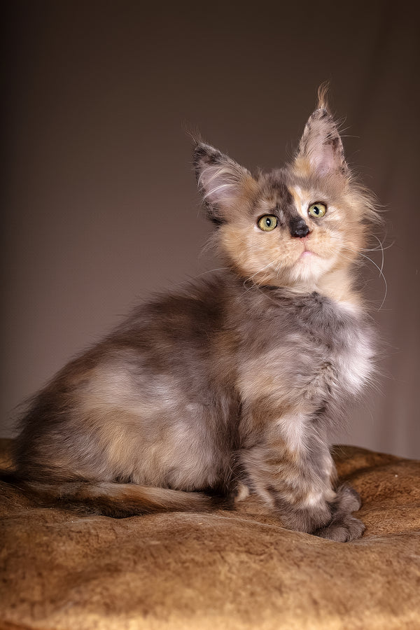 Ariel | Maine Coon Kitten