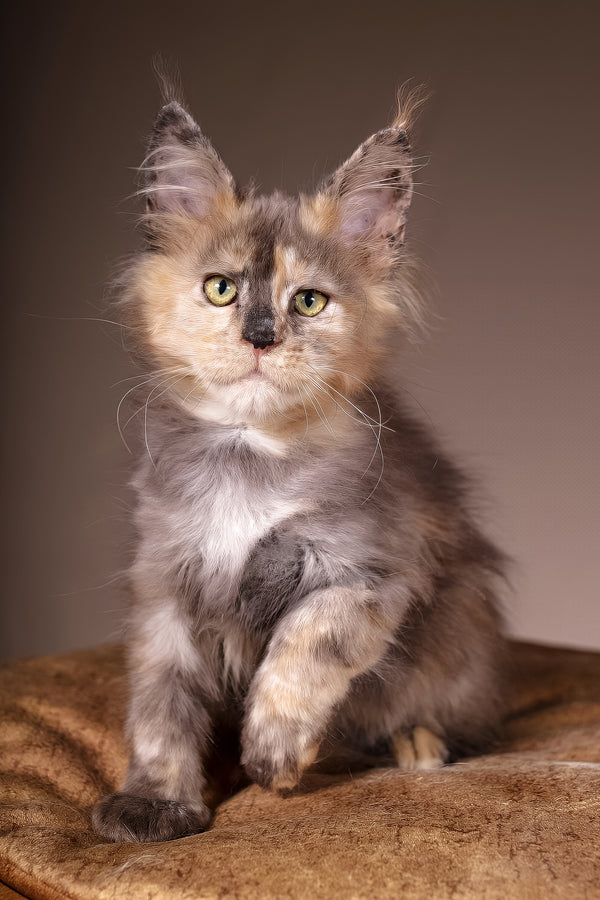 Ariel | Maine Coon Kitten