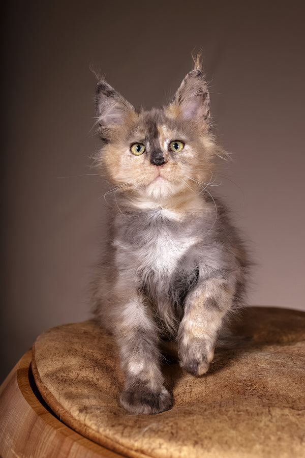 Ariel | Maine Coon Kitten