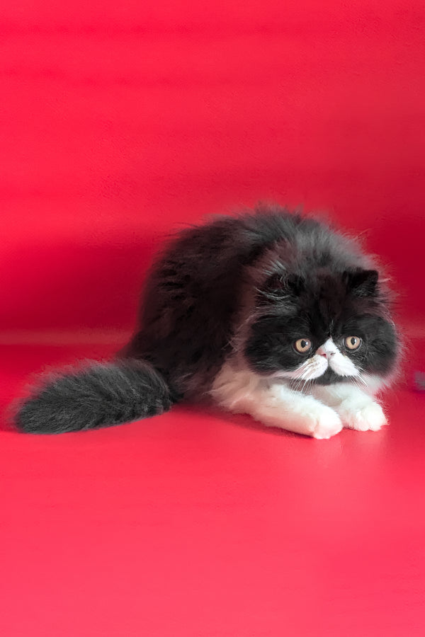 Daniel | Persian Kitten