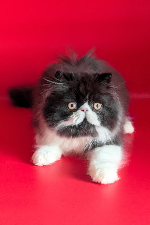 Daniel | Persian Kitten