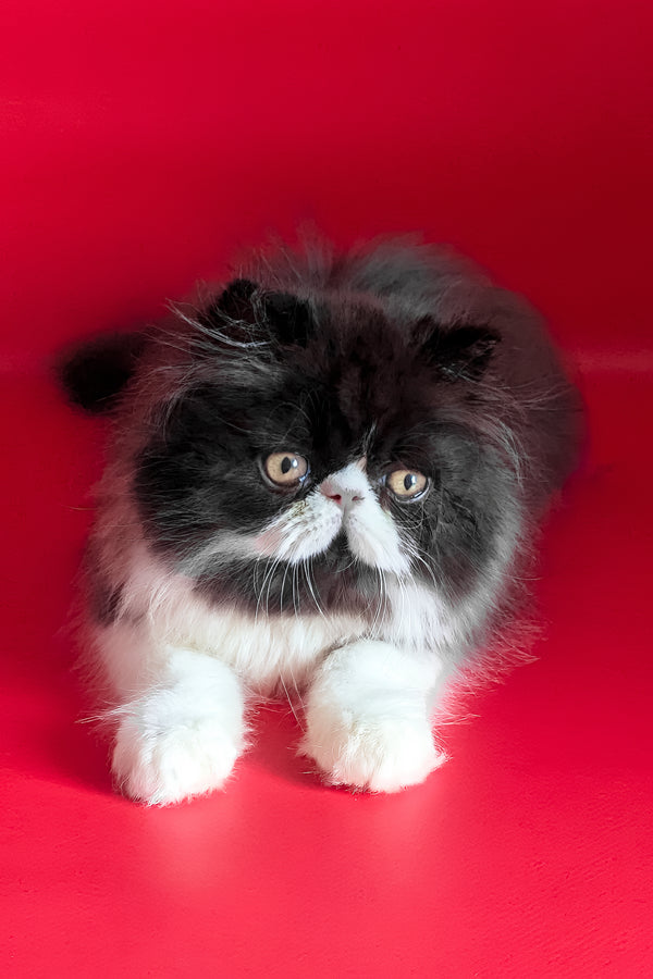 Daniel | Persian Kitten