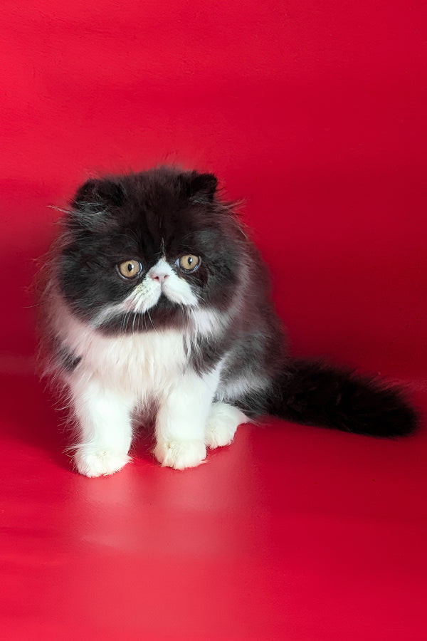 Daniel | Persian Kitten