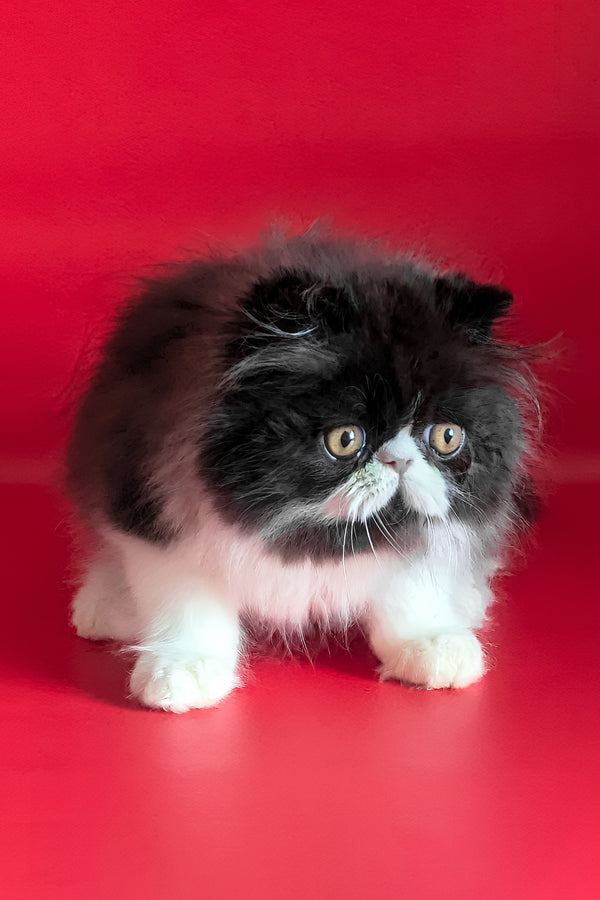 Daniel | Persian Kitten