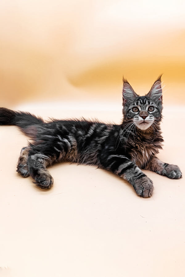 Dimitri | Maine Coon Kitten