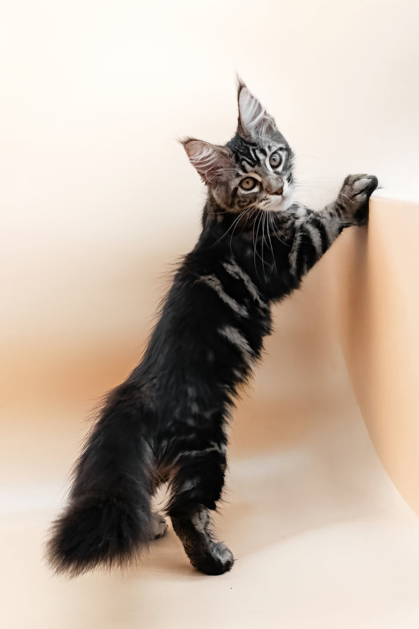 Dimitri | Maine Coon Kitten