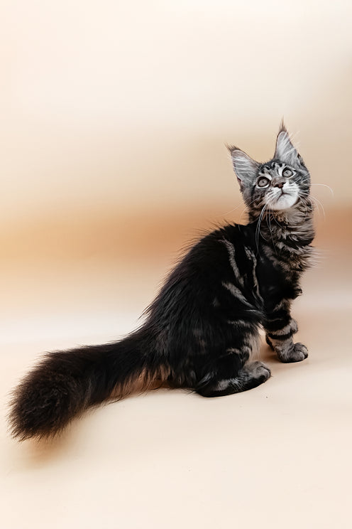 Dimitri | Maine Coon Kitten