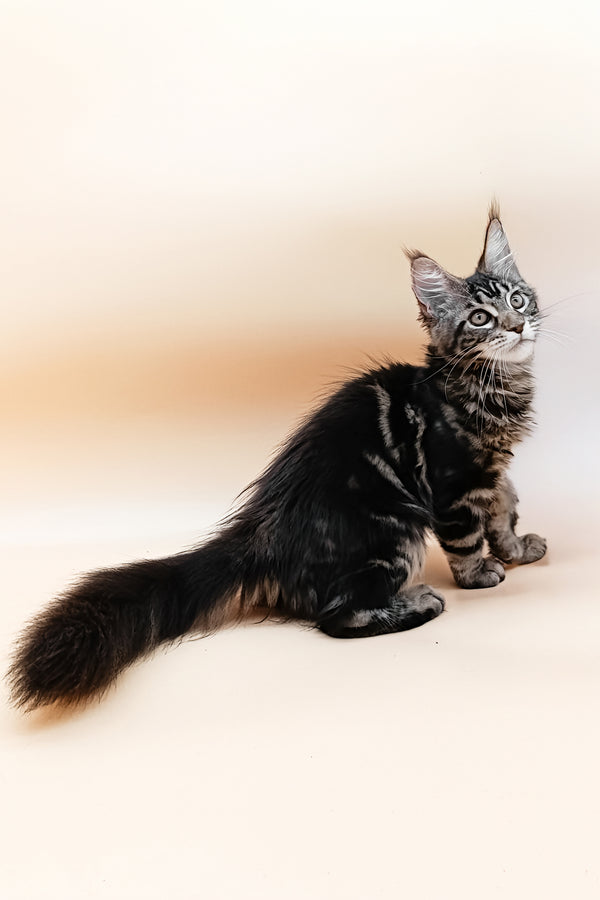 Dimitri | Maine Coon Kitten