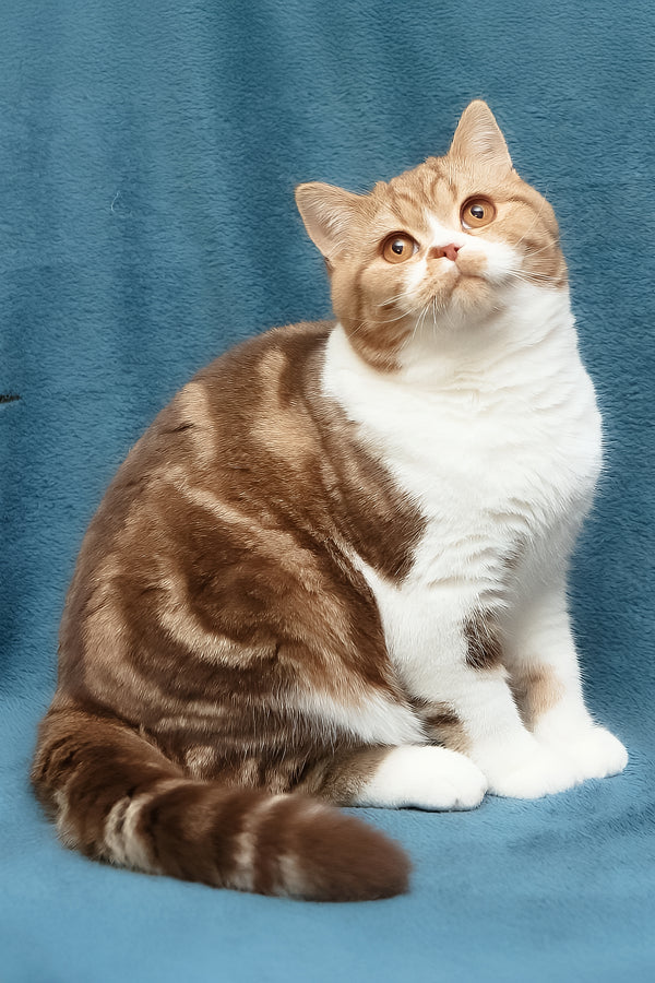 Kus-Kus | British Shorthair Kitten