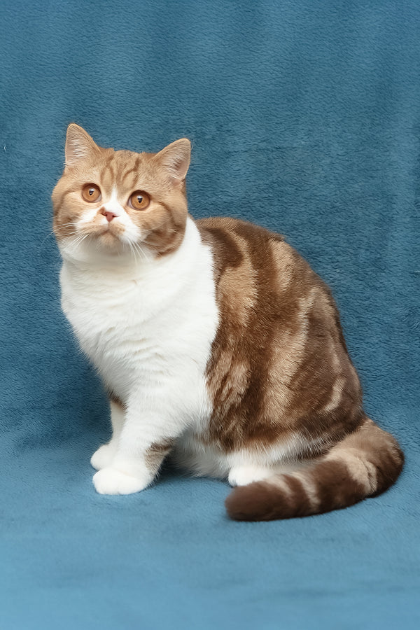 Kus-Kus | British Shorthair Kitten