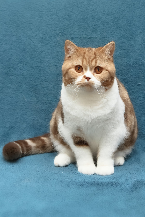 Kus-Kus | British Shorthair Kitten