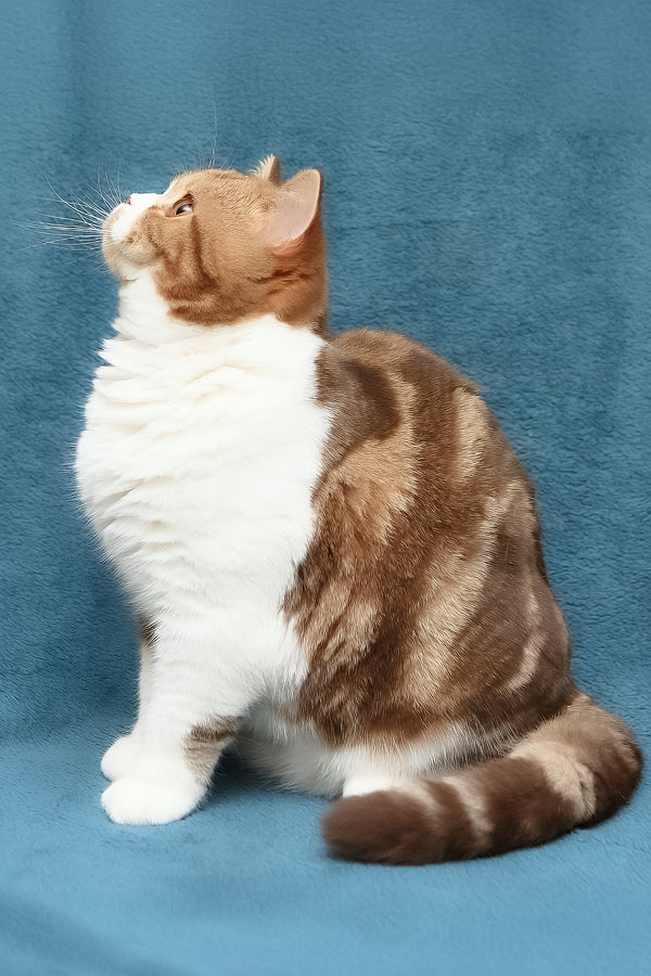 Kus-Kus | British Shorthair Kitten