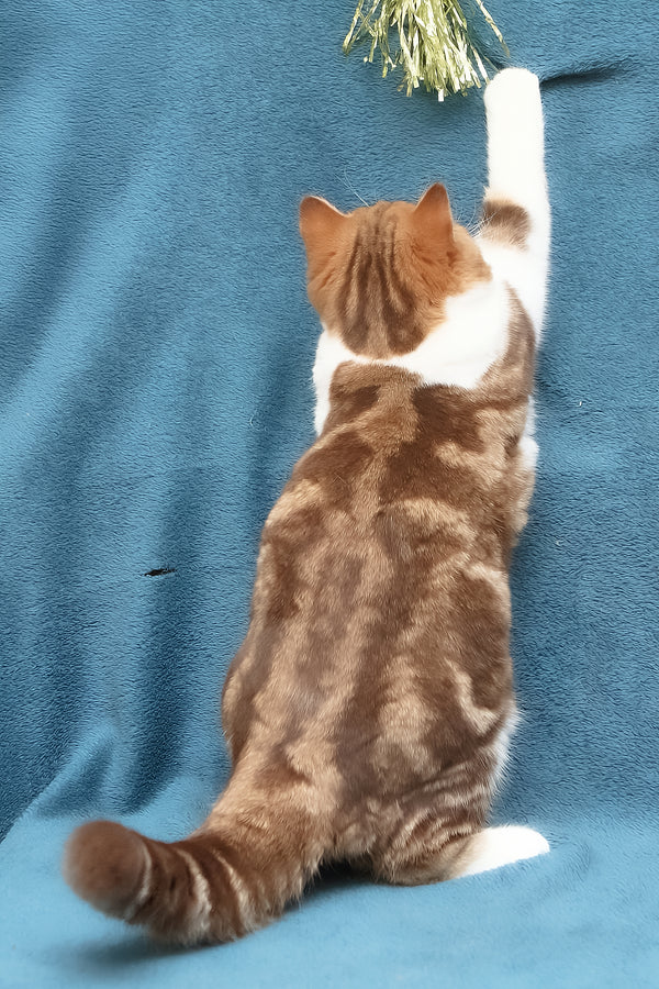 Kus-Kus | British Shorthair Kitten