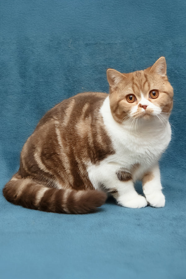 Kus-Kus | British Shorthair Kitten