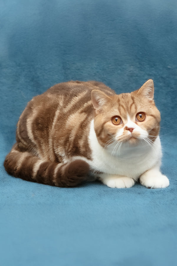 Kus-Kus | British Shorthair Kitten