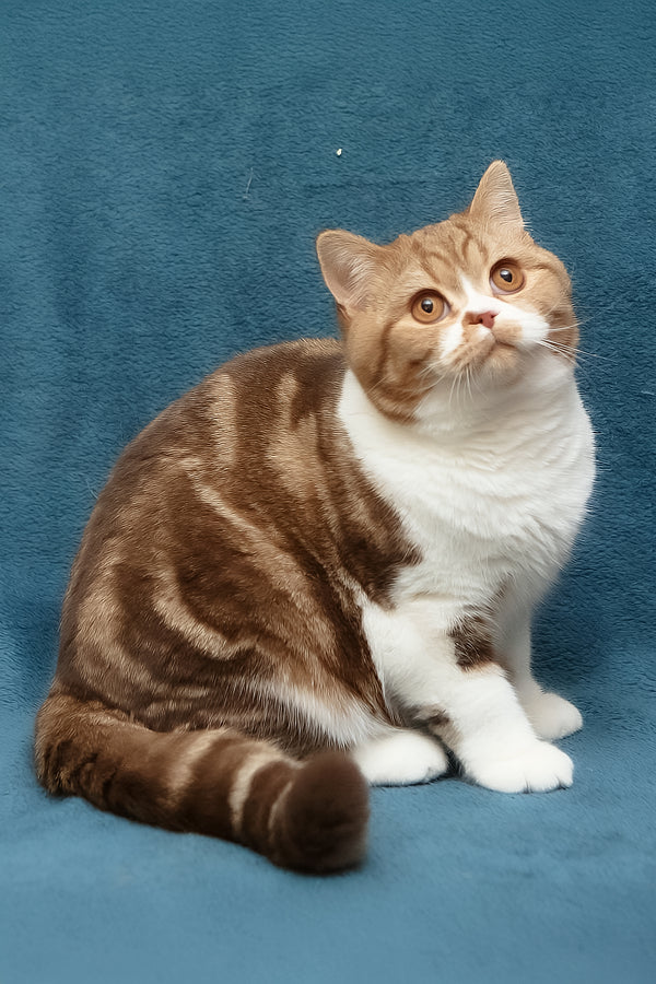 Kus-Kus | British Shorthair Kitten