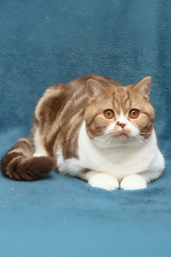 Kus-Kus | British Shorthair Kitten
