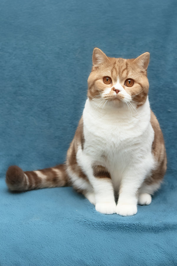 Kus-Kus | British Shorthair Kitten