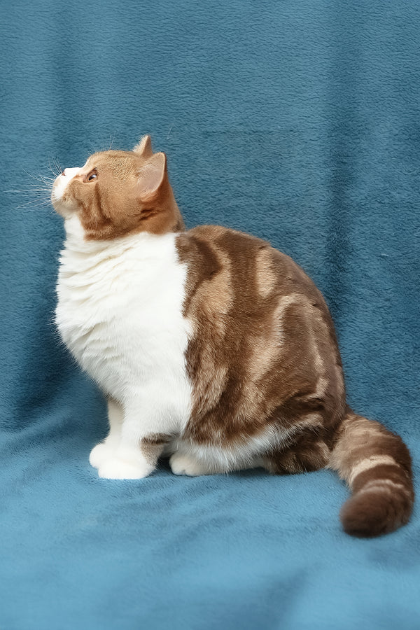 Kus-Kus | British Shorthair Kitten