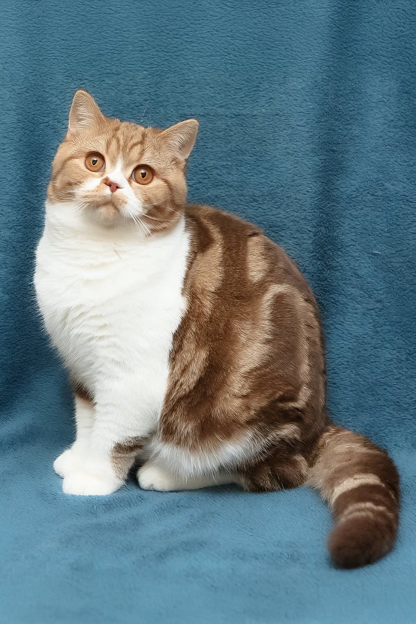 Kus-Kus | British Shorthair Kitten